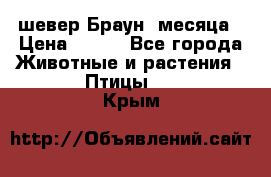 шевер Браун 2месяца › Цена ­ 200 - Все города Животные и растения » Птицы   . Крым